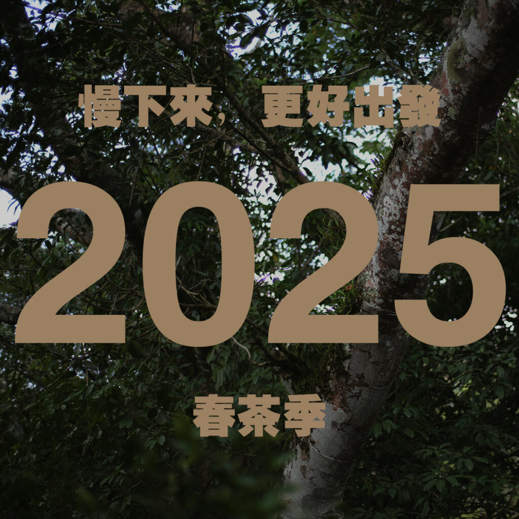 2025春茶季