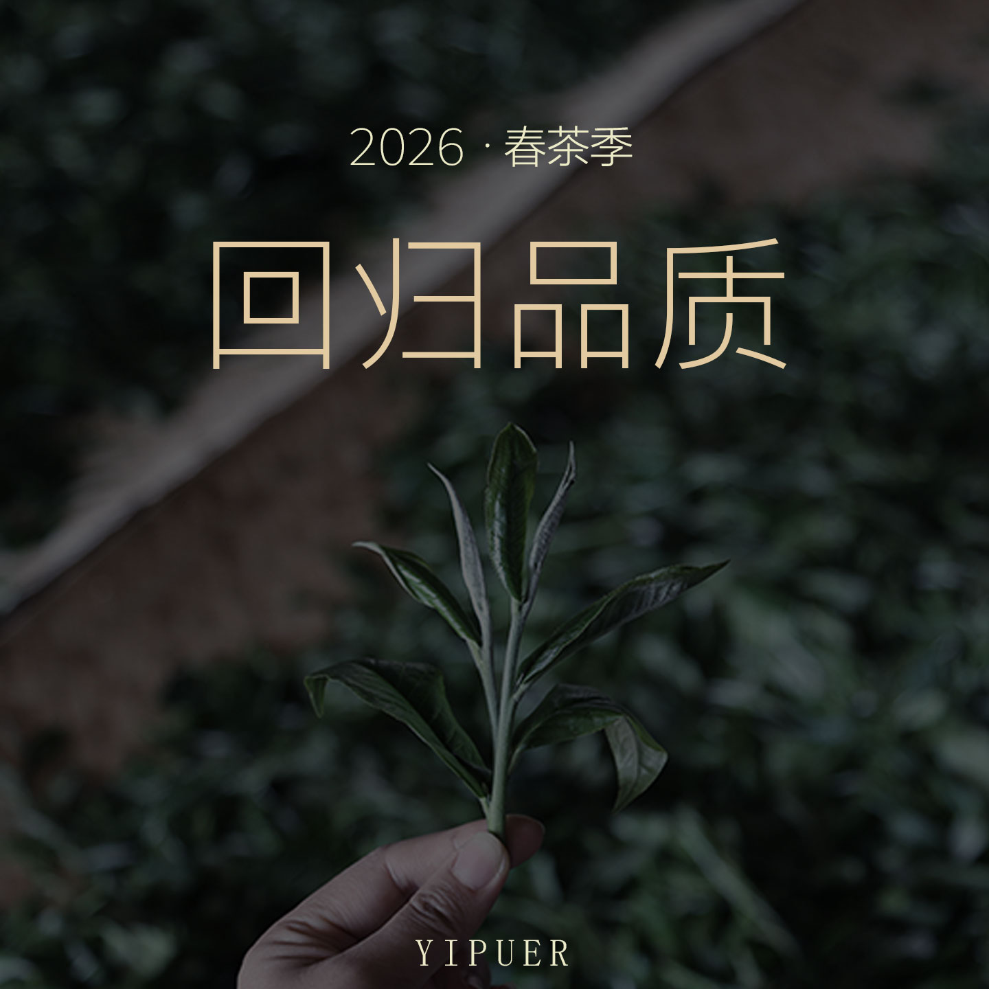 2026春茶季 回归品质