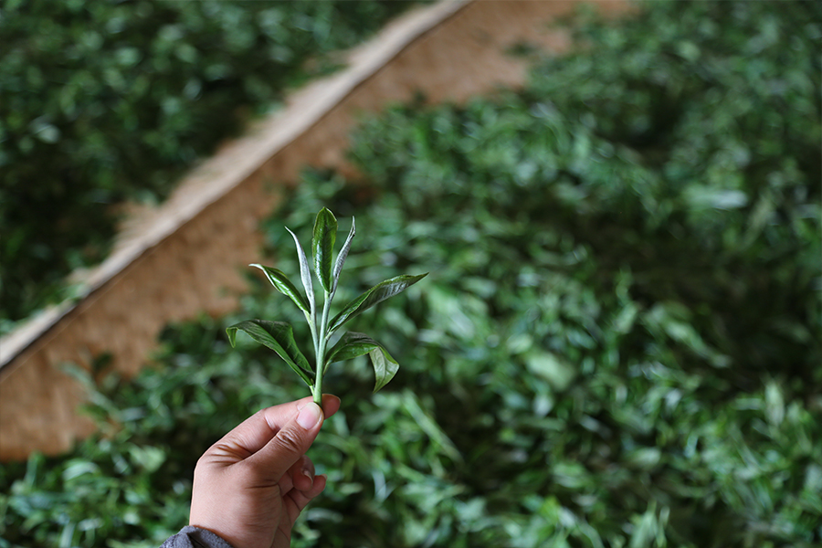 老班章古树茶口感特点插图6 老班章古树茶口感特点插图6