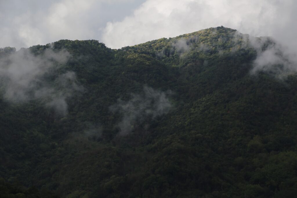 2018易武山鬼古树茶