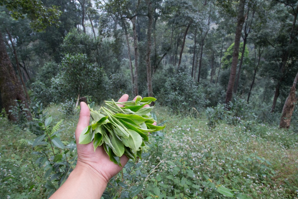 薄荷塘古树茶