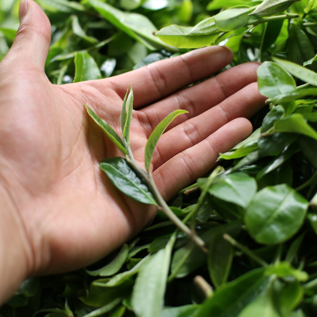 倚邦古树茶的口感特点插图2 倚邦