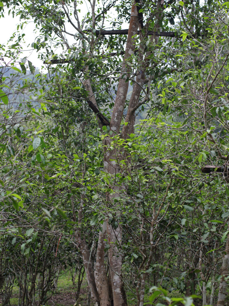 易武哆依树古树茶口感特点(对比薄荷塘)插图2 易武古树茶