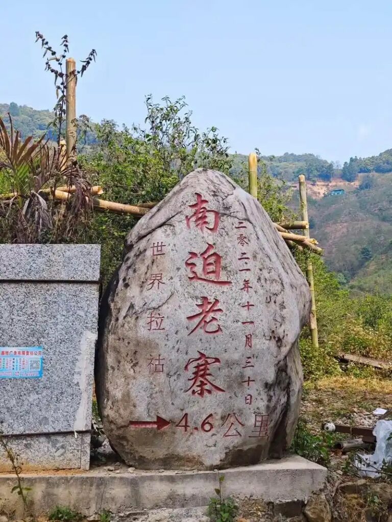 冰岛南迫古树茶的口感特点插图 冰岛南迫古树茶的口感特点插图