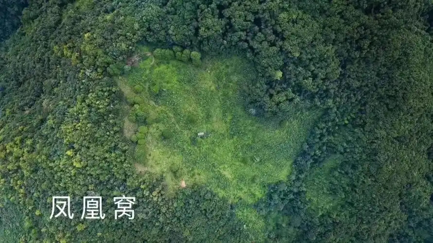 墨江凤凰窝古树茶口感特点插图 墨江凤凰窝古树茶口感特点插图