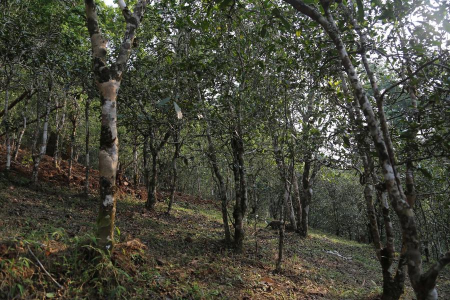 革登古树茶口感特点插图 革登古树茶