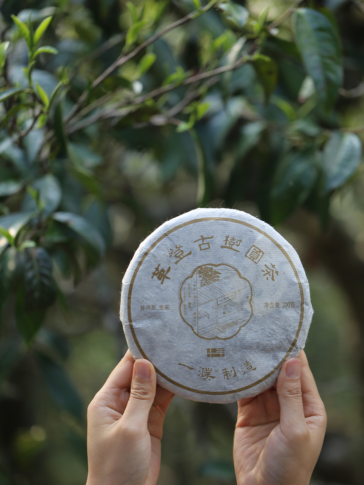 2020革登直蚌古树茶