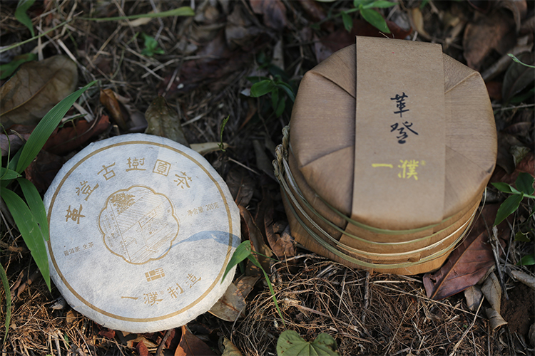 2020革登直蚌古树茶