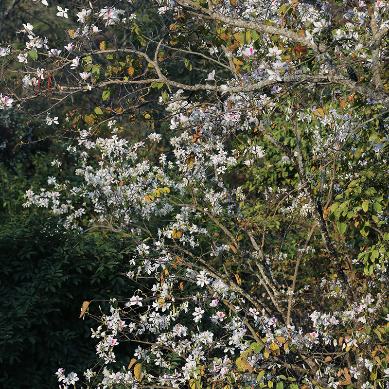 2020易武百花箐古树茶