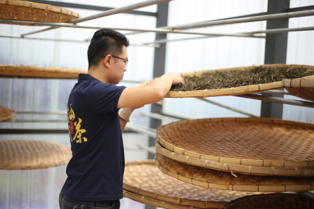 2020革登直蚌古树茶