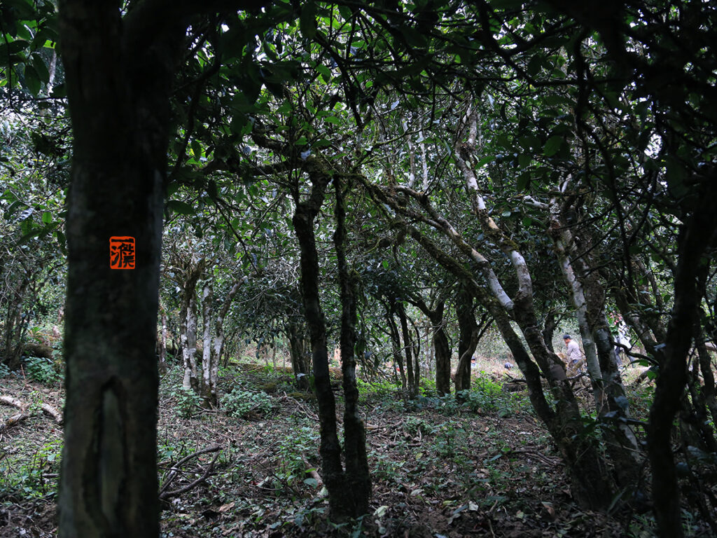 勐宋曼西良古树茶