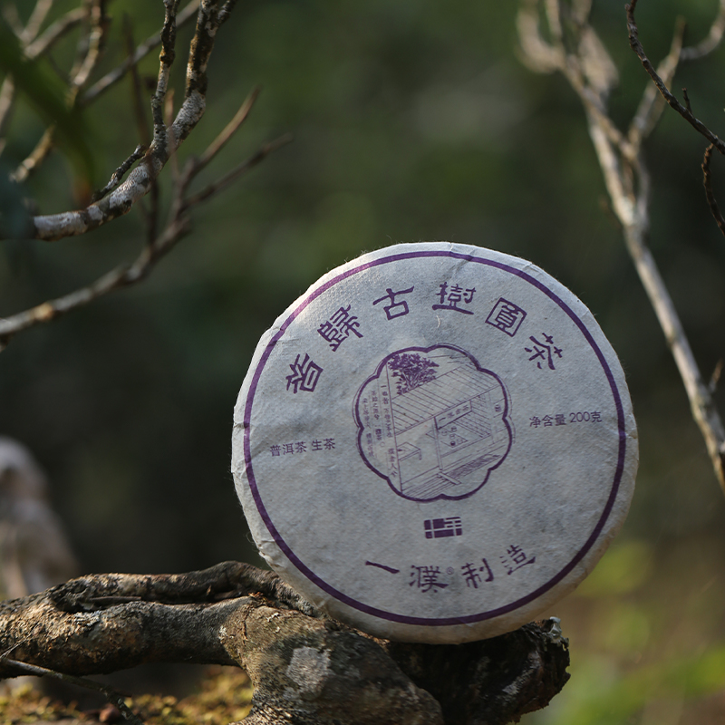 2020昔归古树圆茶