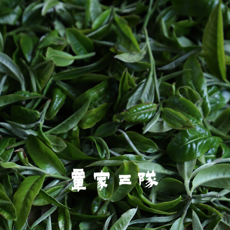 2024章家三队 游山玩茶系列