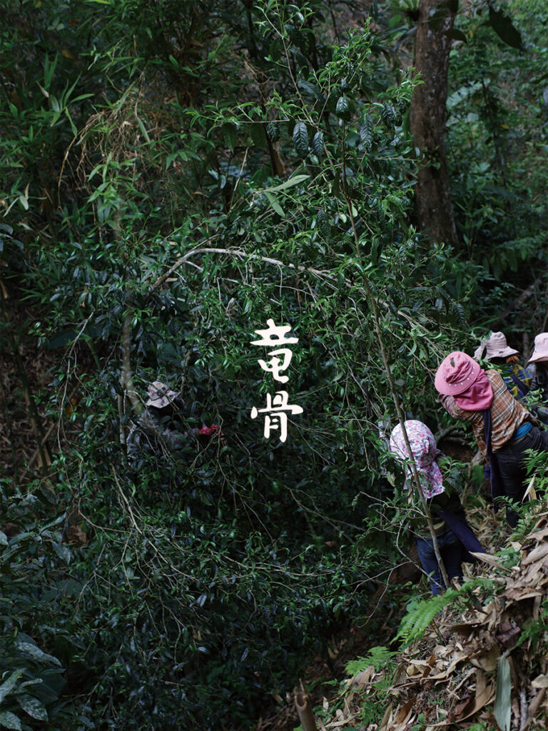 2024竜骨 游山玩茶系列