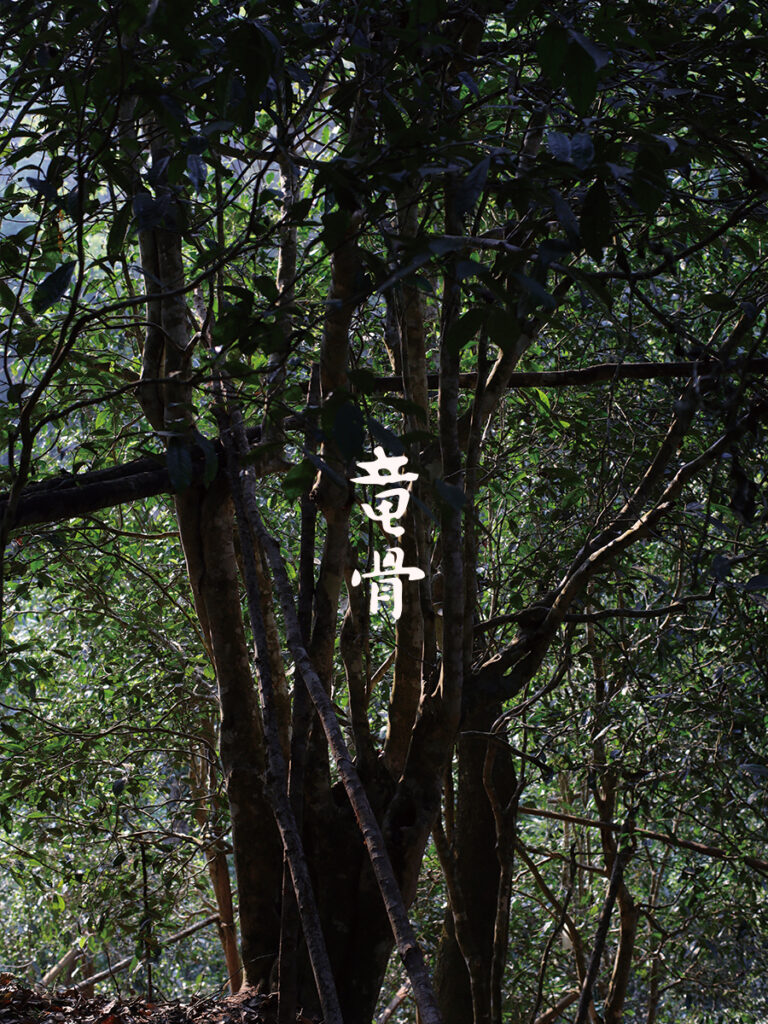 2024竜骨 游山玩茶系列