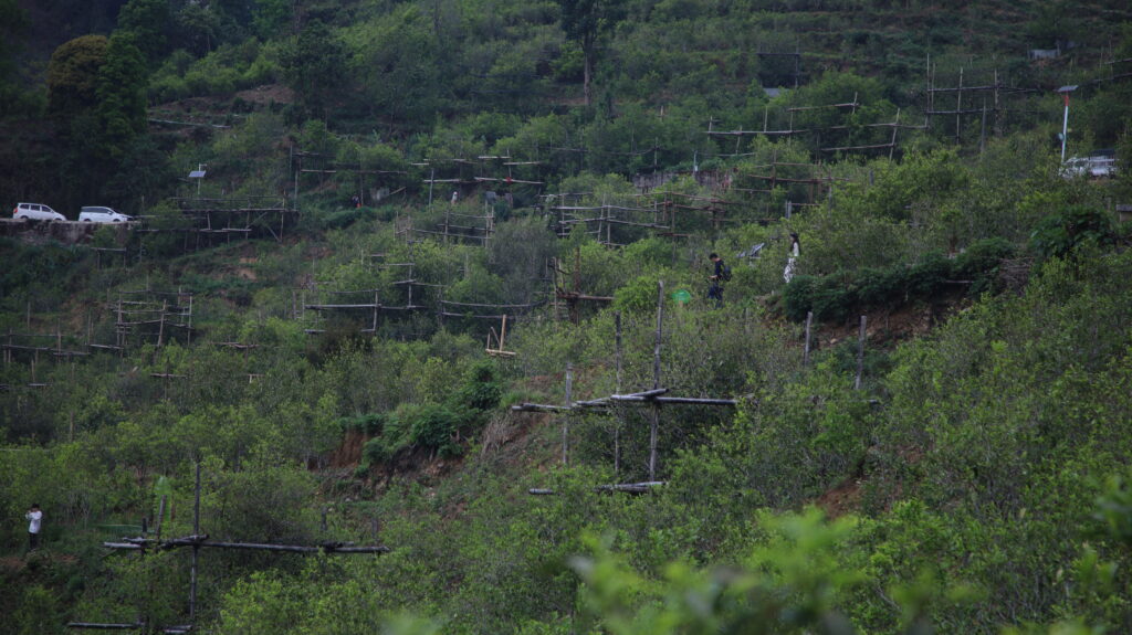 冰岛老寨核心古树茶