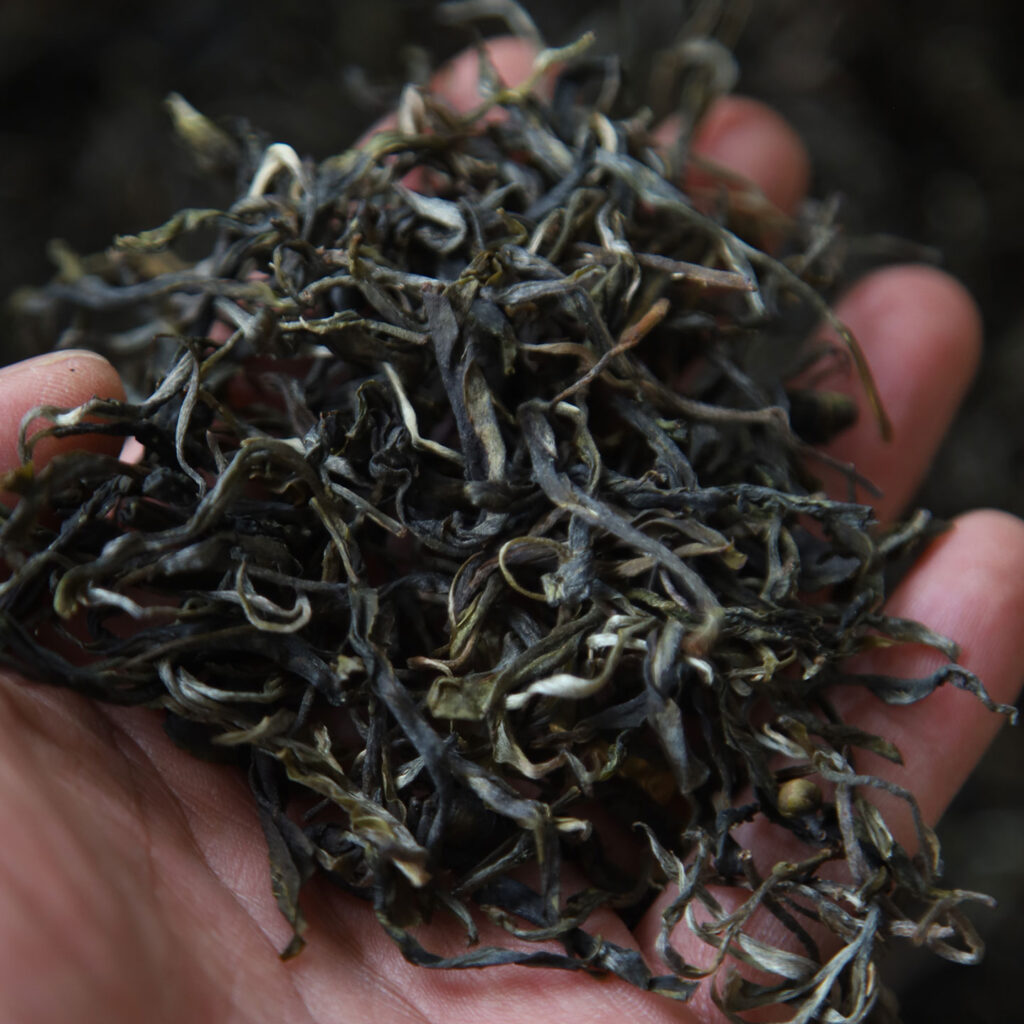 2026倚邦古树茶一濮古茶