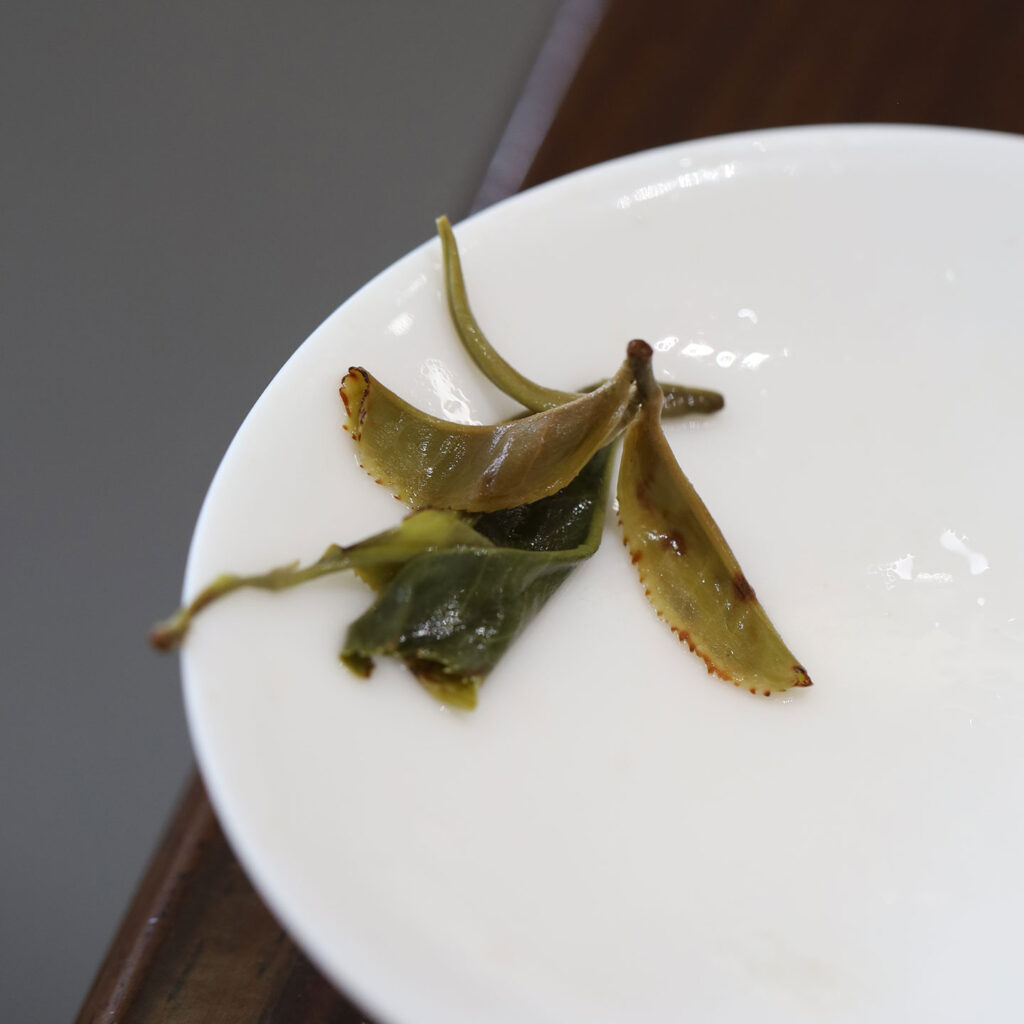 2026倚邦古树茶一濮古茶