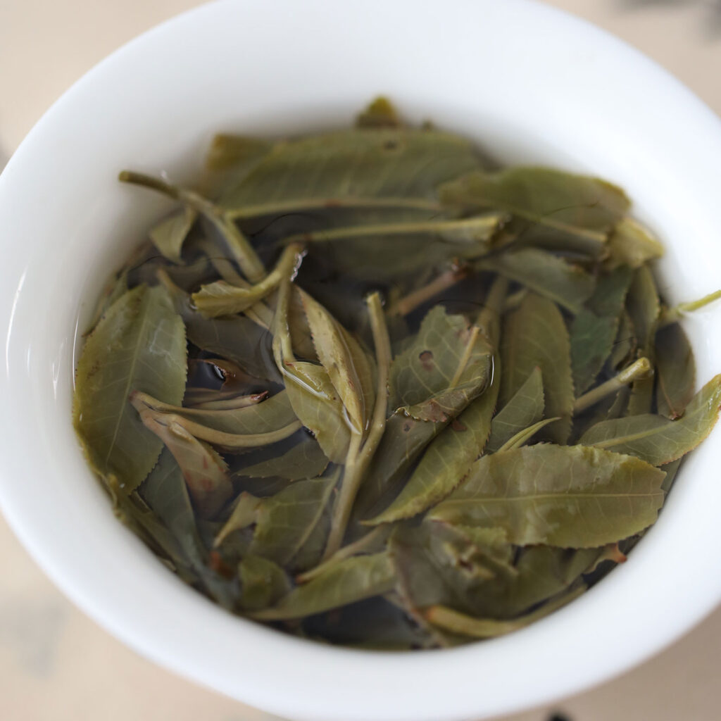2026倚邦古树茶一濮古茶
