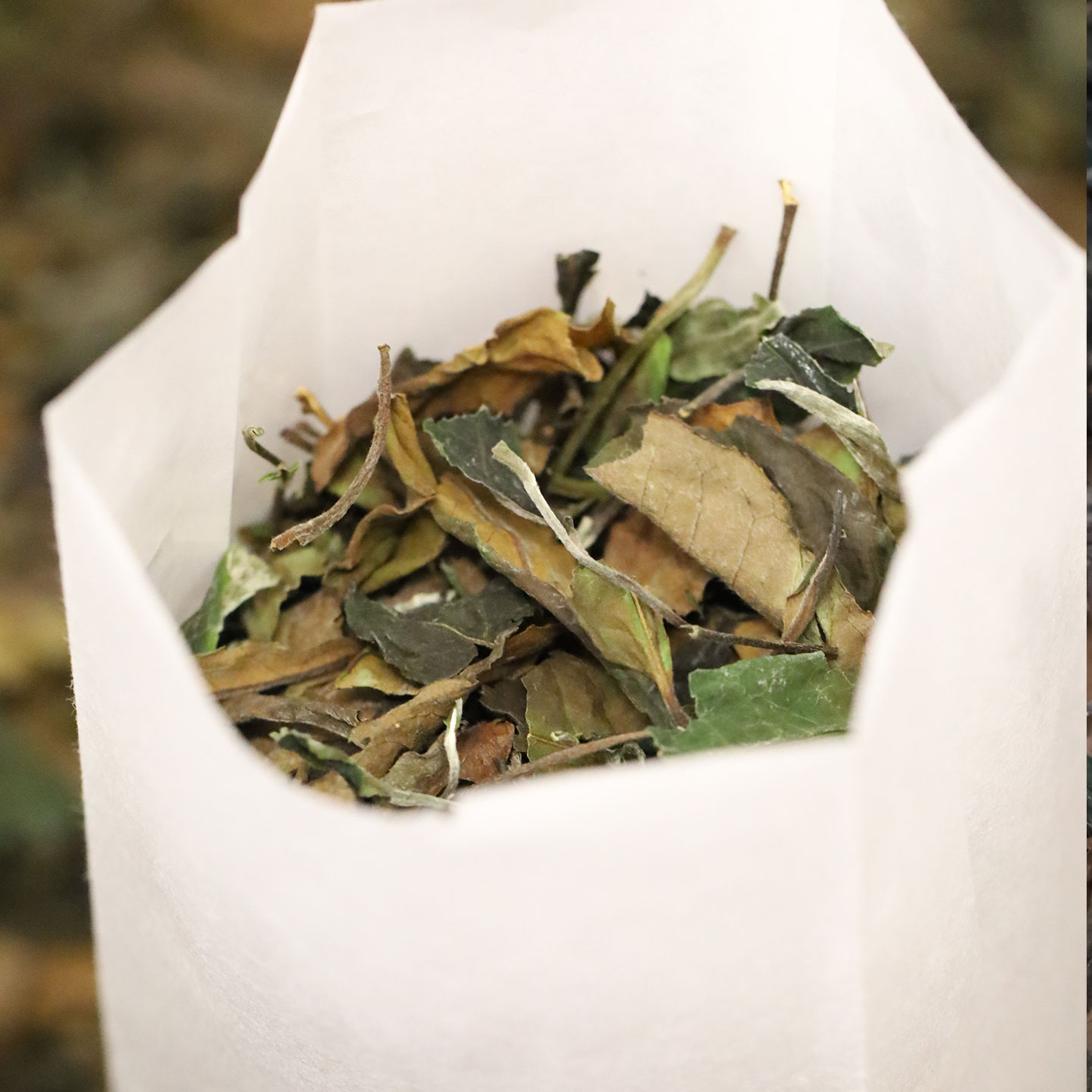 白茶